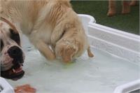 daycare pic 106 - pool plunge